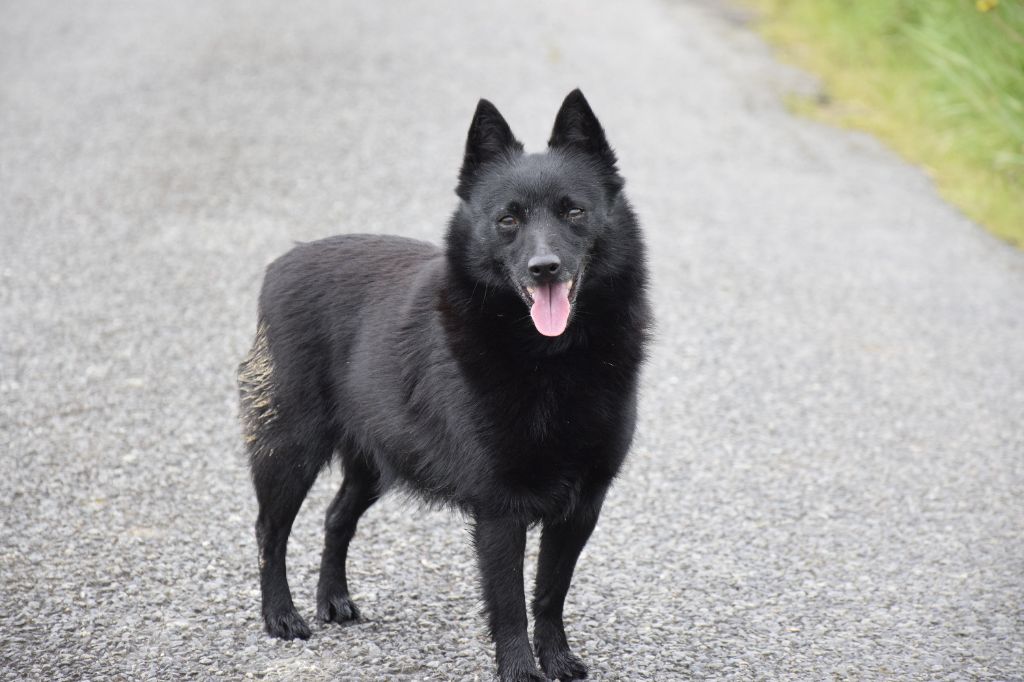 Les Schipperke de l'affixe Des Bergers De La Noue