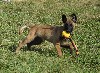  - Bergers Belges Malinois Chiots