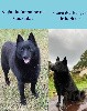  - Future naissance de Schipperke 