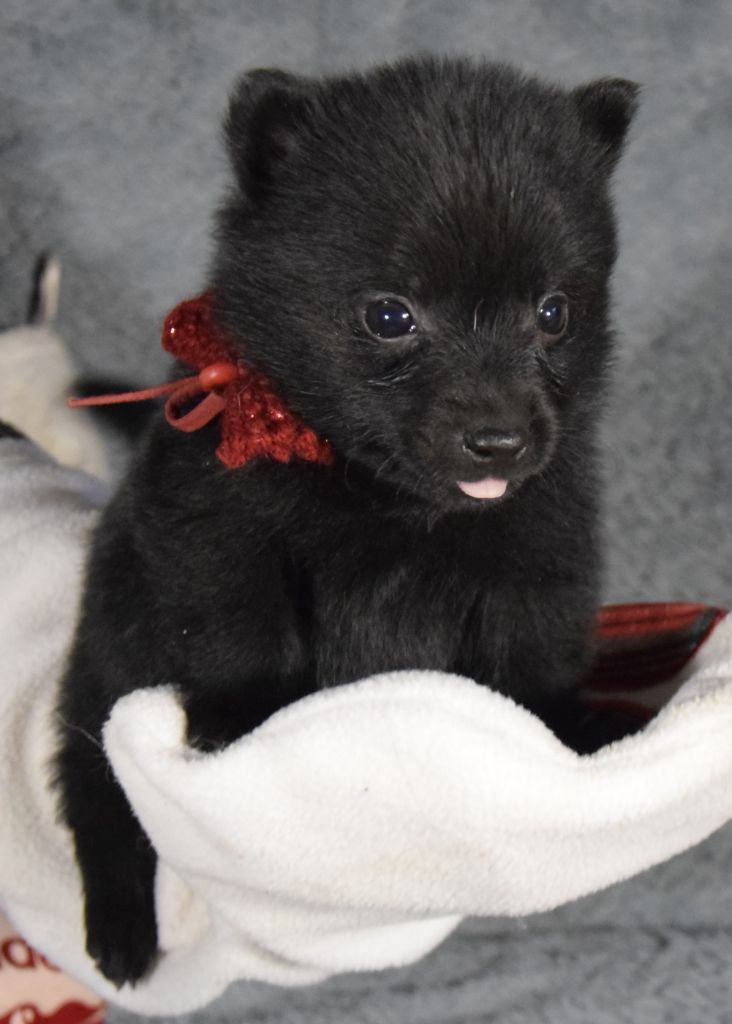 Des Bergers De La Noue - Chiot disponible  - Schipperke