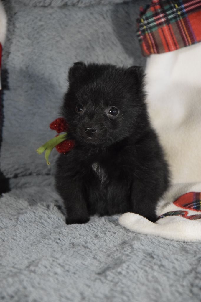 Des Bergers De La Noue - Chiot disponible  - Schipperke