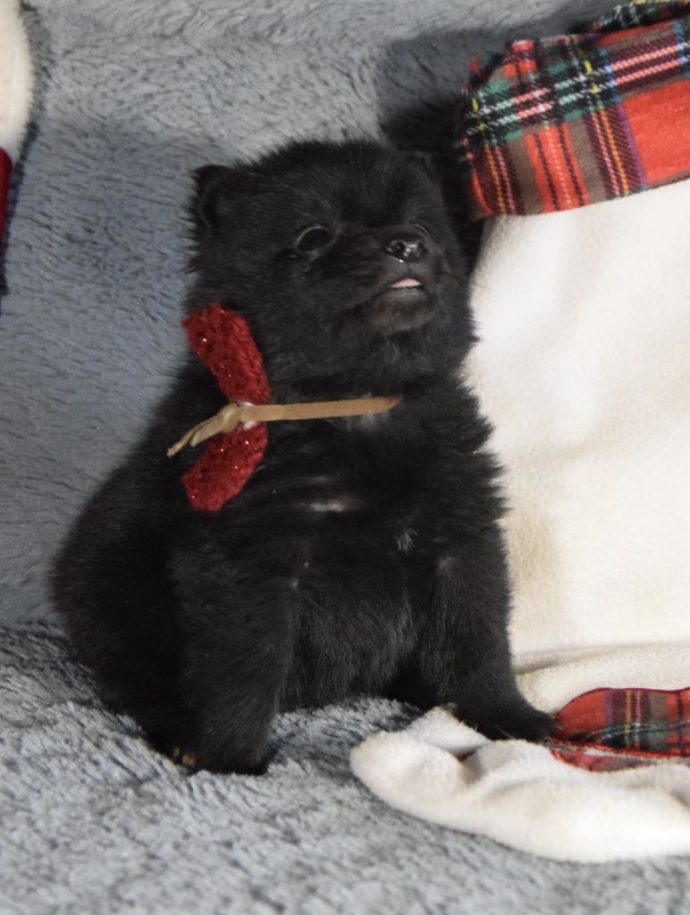 Des Bergers De La Noue - Chiot disponible  - Schipperke