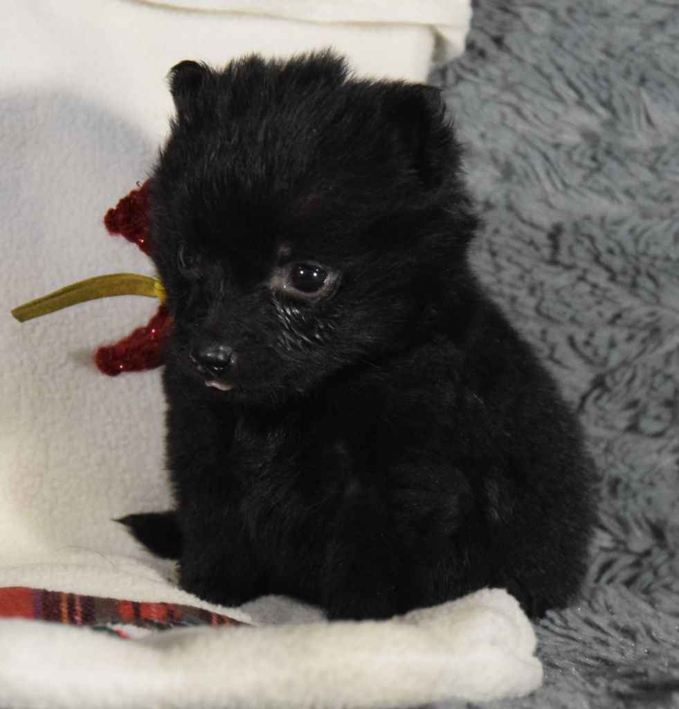 Des Bergers De La Noue - Chiot disponible  - Schipperke