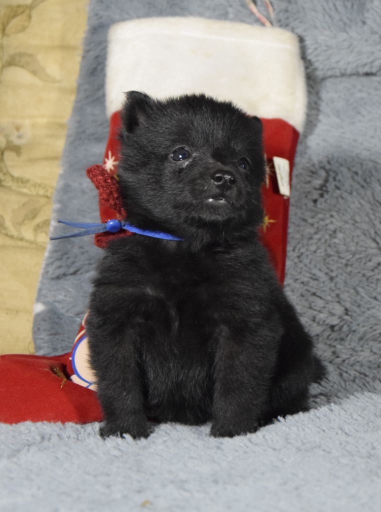 Des Bergers De La Noue - Chiot disponible  - Schipperke