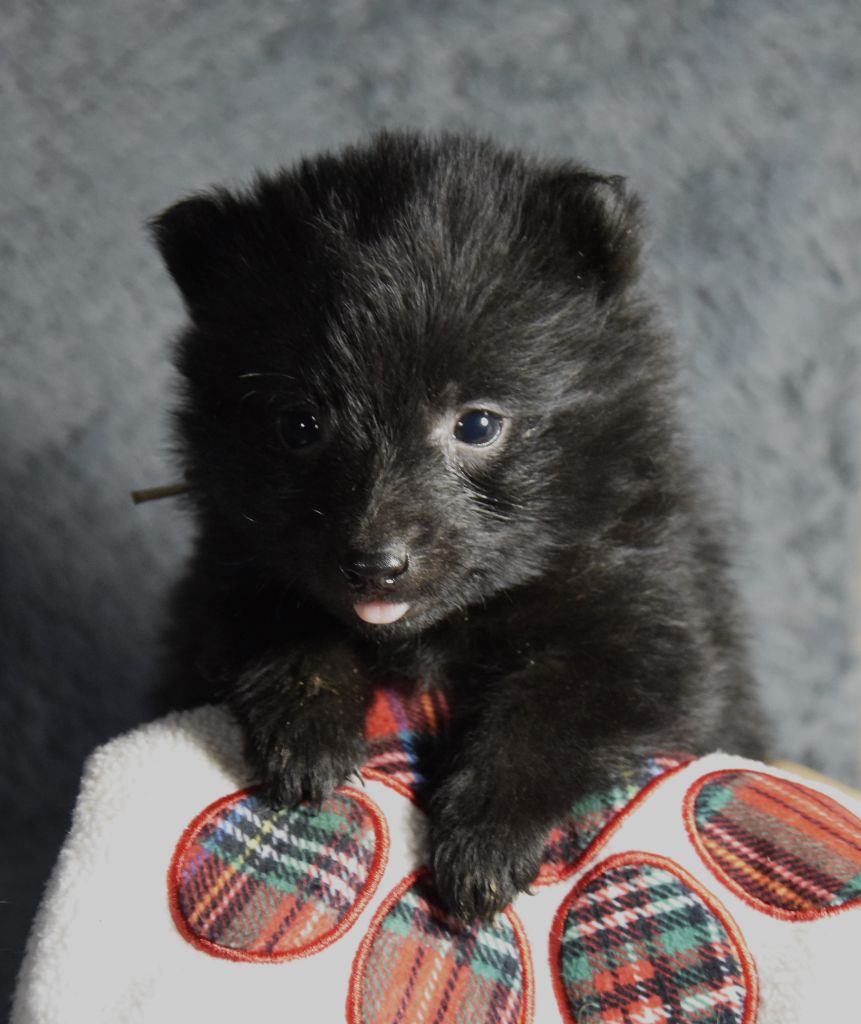 Des Bergers De La Noue - Chiot disponible  - Schipperke